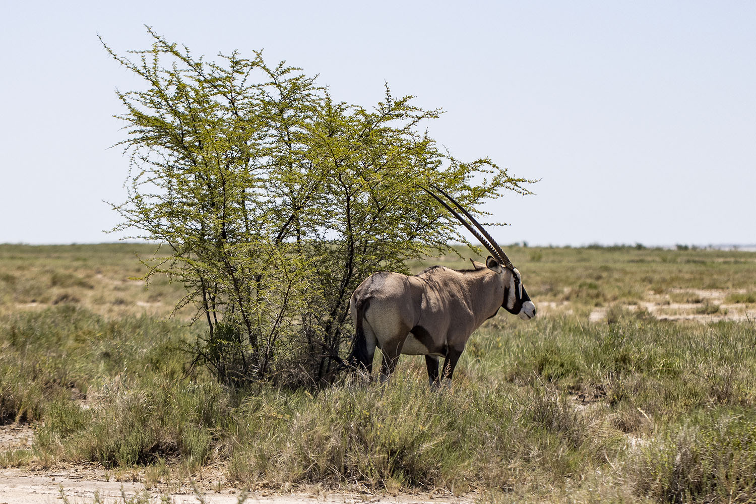 13 - Etosha 